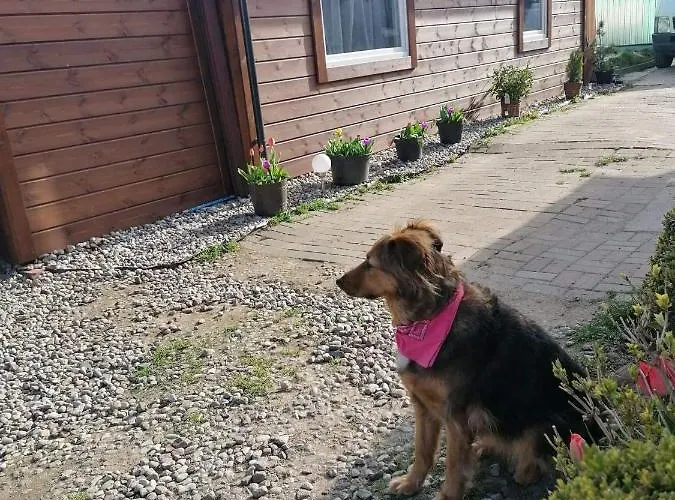 Letni * גדינייה